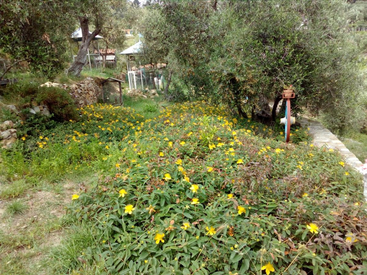 Villa Imperia Eksteriør billede